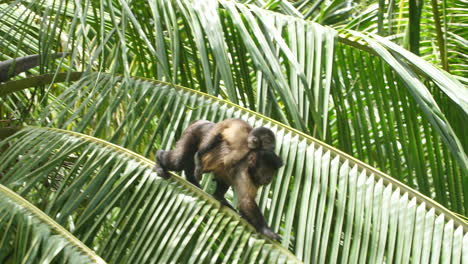 white-headed-capuchin-(Cebus-capucinus)-with-a-baby-on-her-back-moving-on-a-leaf